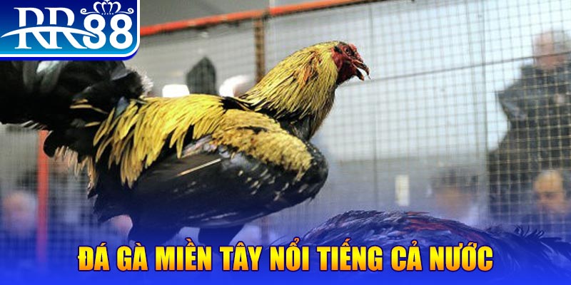 mcw77 đá gà 88